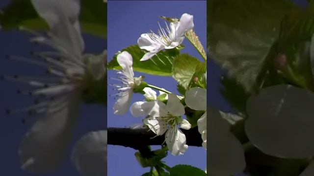 Черешня цветёт. Дмитрий Шлапак смотреть онлайн