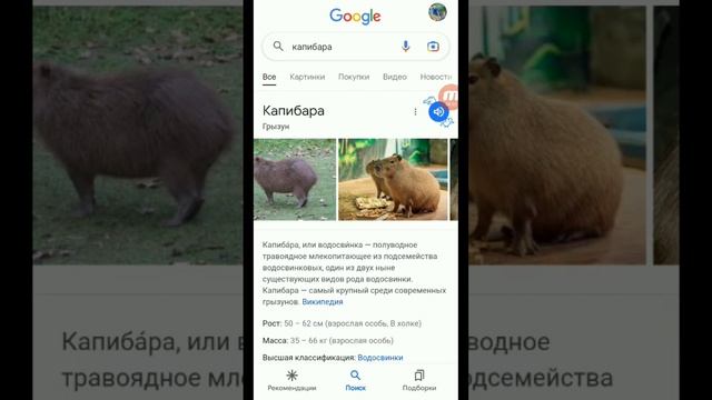 капибара капибара хахахах смотреть онлайн