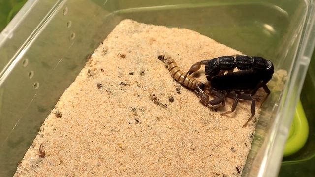 Scorpion feeding compilation. ft. Parabuthus transvaalicus. смотреть онлайн