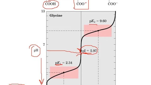 Aminoácidos & Peptídeos _ Relação entre pH, pI e carga da molécula смотреть онлайн