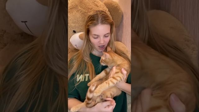 Чудесные рыжие котята в добрые руки #cats #kittens #baku #cute смотреть онлайн