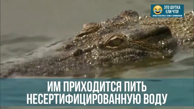 КРОКОДИЛЫ СОЦИАЛЬНЫЙ РОЛИК смотреть онлайн