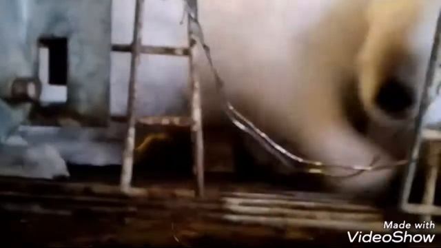 Пять минут стационара 🐄|ВЕТЕРИНАРИЯ