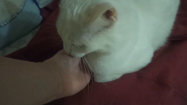 коты любят полежать на чистых вещах