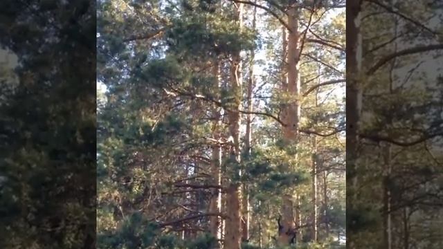 Костанай, Сосновый Бор