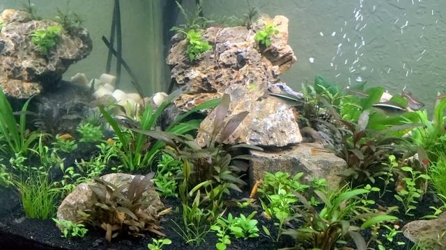 The plants are getting established. Planted Tank, Dragonscale Betta, Neo Shrimp, Aquascape смотреть онлайн