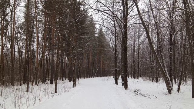 Прогулка в последний день года в Пролетарском лесу 31.12.2024г.#837 смотреть онлайн