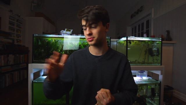 5 Reasons Why Neon Tetras Die смотреть онлайн