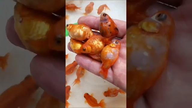 Вот что получилось эксперимент по скрещиванию рыбок смотреть онлайн