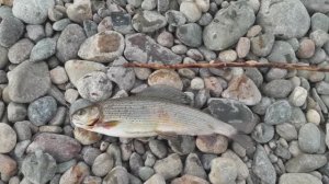 Крупный хариус на "Деревяшку"..