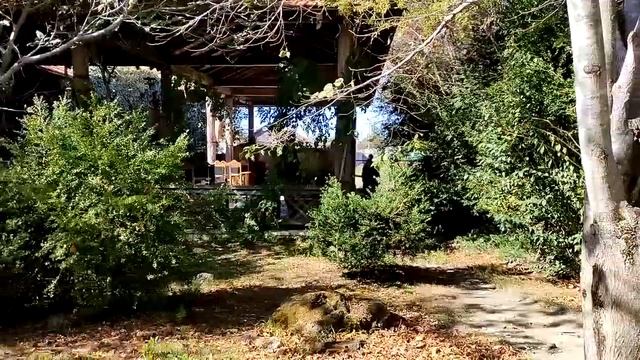 Санаторий"Самшитовая роща"Территория.Октябрь 2023 г смотреть онлайн