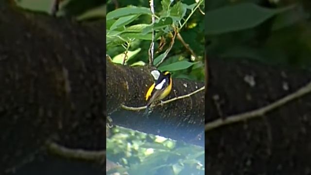 японская мухоловка поёт. #мухоловка #птица #птички #птицы #birdwatching #birdsounds #birds #bird