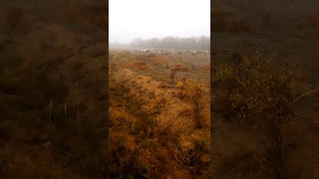 Овцы в тумане. смотреть онлайн