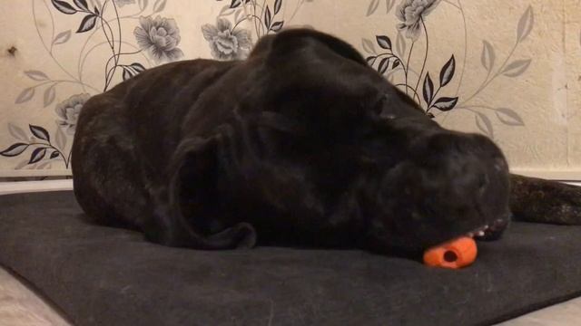 Резиновая косточка для собак (игрушка, кусалка) смотреть онлайн