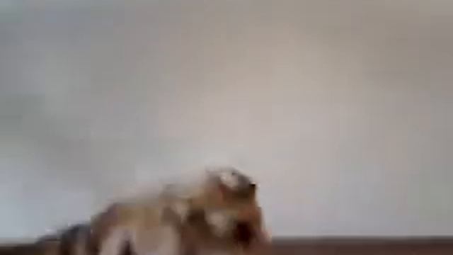 попугай + собака= любовь смотреть онлайн