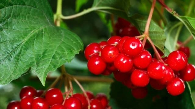 Для снижения кровяного давления необходимо: Как снизить кровяное давление народными методами дома. смотреть онлайн