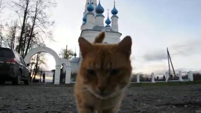 РЫЖИЙ КОТИК смотреть онлайн