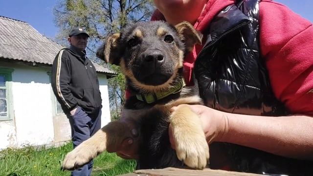 Сотни клещей на щенках. смотреть онлайн
