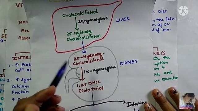 Calcium Metabolism:- Vitamin D Synthesis and role in calcium regulation смотреть онлайн