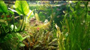 💥Nymphaea Micrantha #水族館 #Аквариум #Неон #Нимфея микранта #Aquarium