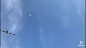 Голуби у Виктора-49(Питомник Западный- подкидки молодежи от голубей Зелененко А.Д)
