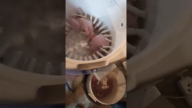 Перосъемная машина для перепелов