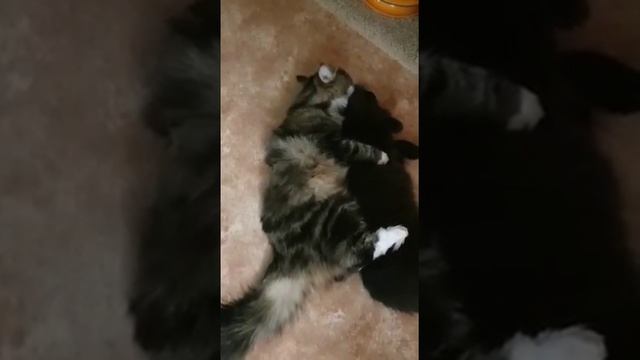 Норвежская лесная кошка Polly On Fashion Peak, 1,5 года смотреть онлайн