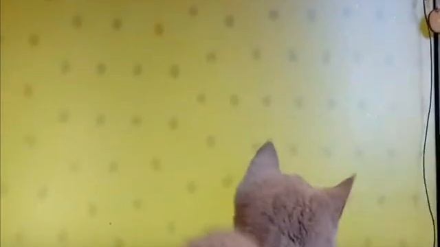 Тимошка 2 смотреть онлайн