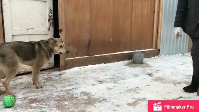 Хант из приюта ЗооДом ищет дом смотреть онлайн