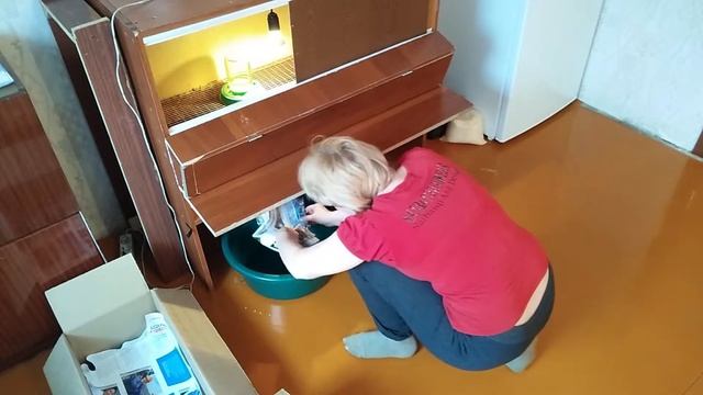 #дела минувших выходных, запоздалое видео о брудере#