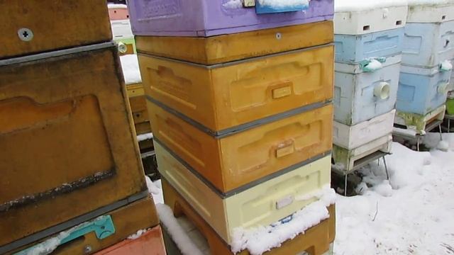 полный отказ от вощины и рамок из дерева - часть 18, контрольная обработка пчел от клеща 1.01.2025 смотреть онлайн