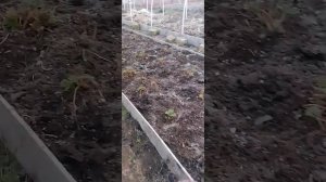 Первая весенняя подкормка клубники. Азотное удобрение и перегной