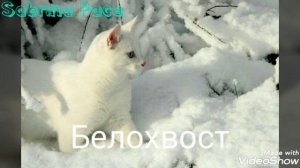 Коты Воители в реальной жизни