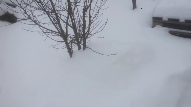 Карника в Сибири. Первая ревизия 2020 поздних нуклеусов. смотреть онлайн