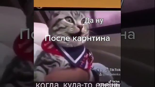 После карантина смешное видео о кошке смотреть онлайн