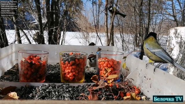 Снегирь окружен врагами! Но это не точно :) смотреть онлайн