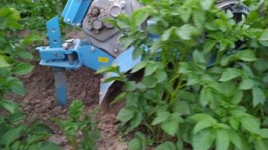 Роторный окучник по высокой ботве.