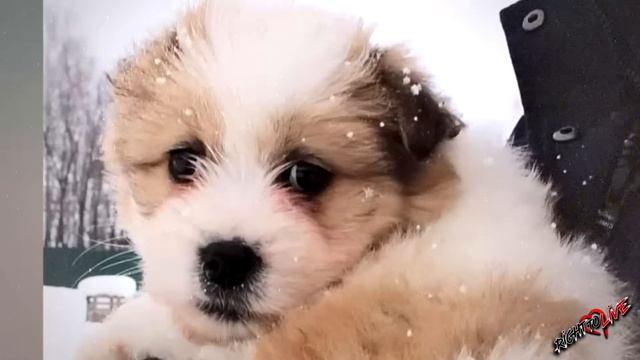 Голодная мать просила помощи для себя и своих детей! Хозяин про них забыл! смотреть онлайн