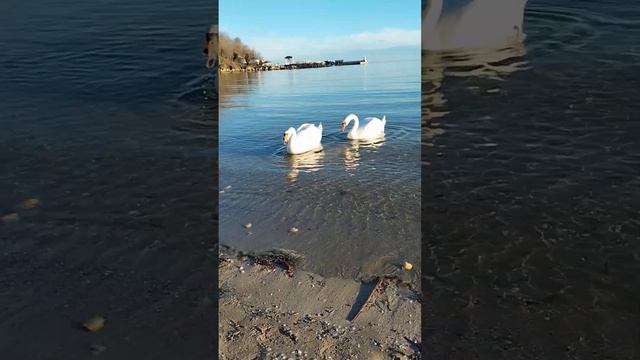 Дикие лебеди и утки на Черном Море. Wild swans and ducks on Black Sea смотреть онлайн