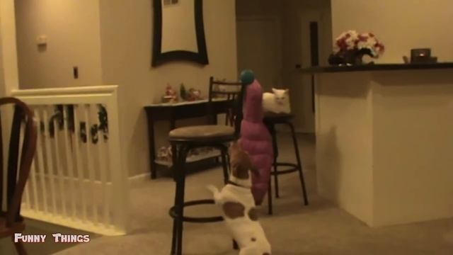 Video Kucing Lucu Banget Bikin Ngakak #28 | Kucing dan Anjing | Kucing Lucu Imut смотреть онлайн