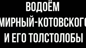 Водоёмы Донбасса: Фильм 9 - водоём «Мирный-Котовского» 2019г. и его Толстолобы
