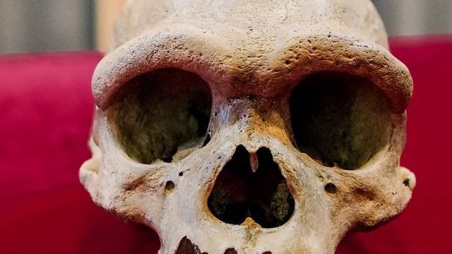 Top 10 Extinct Human Species You Were Never Supposed To Learn About смотреть онлайн