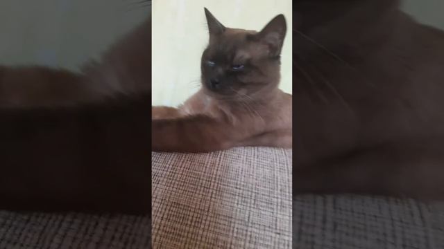 Кекс Красавчик в обиде на птичек,пришёл и всем видом показывает,что они его злят,он устал🤭😉🙃🐾🐾🐾 смотреть онлайн