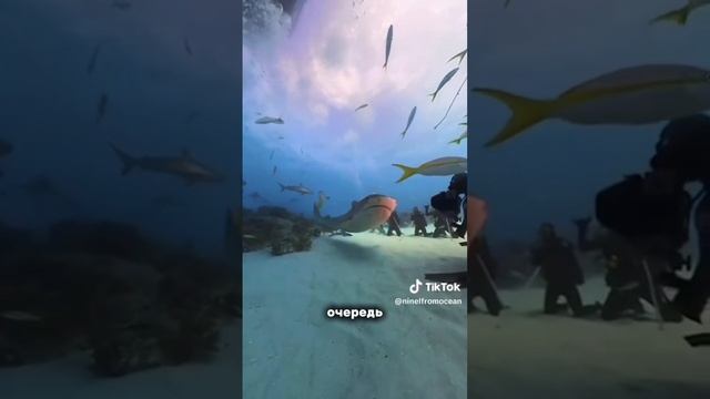 Нападение акулы в Египте смотреть онлайн