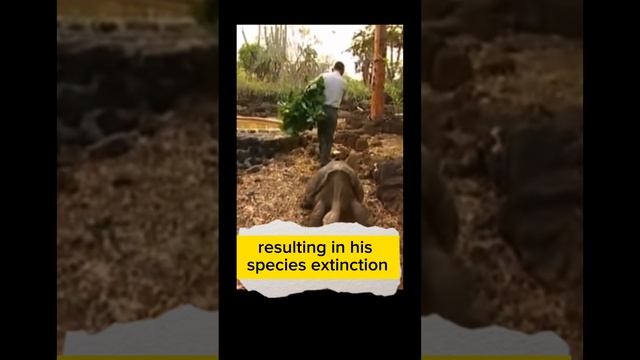 Galapagos Giant Tortoise#guinness #guinnessworldrecords #galápagos #tortoise смотреть онлайн