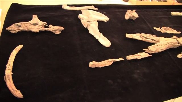 Ancient Crocodilian Found in Colombia смотреть онлайн