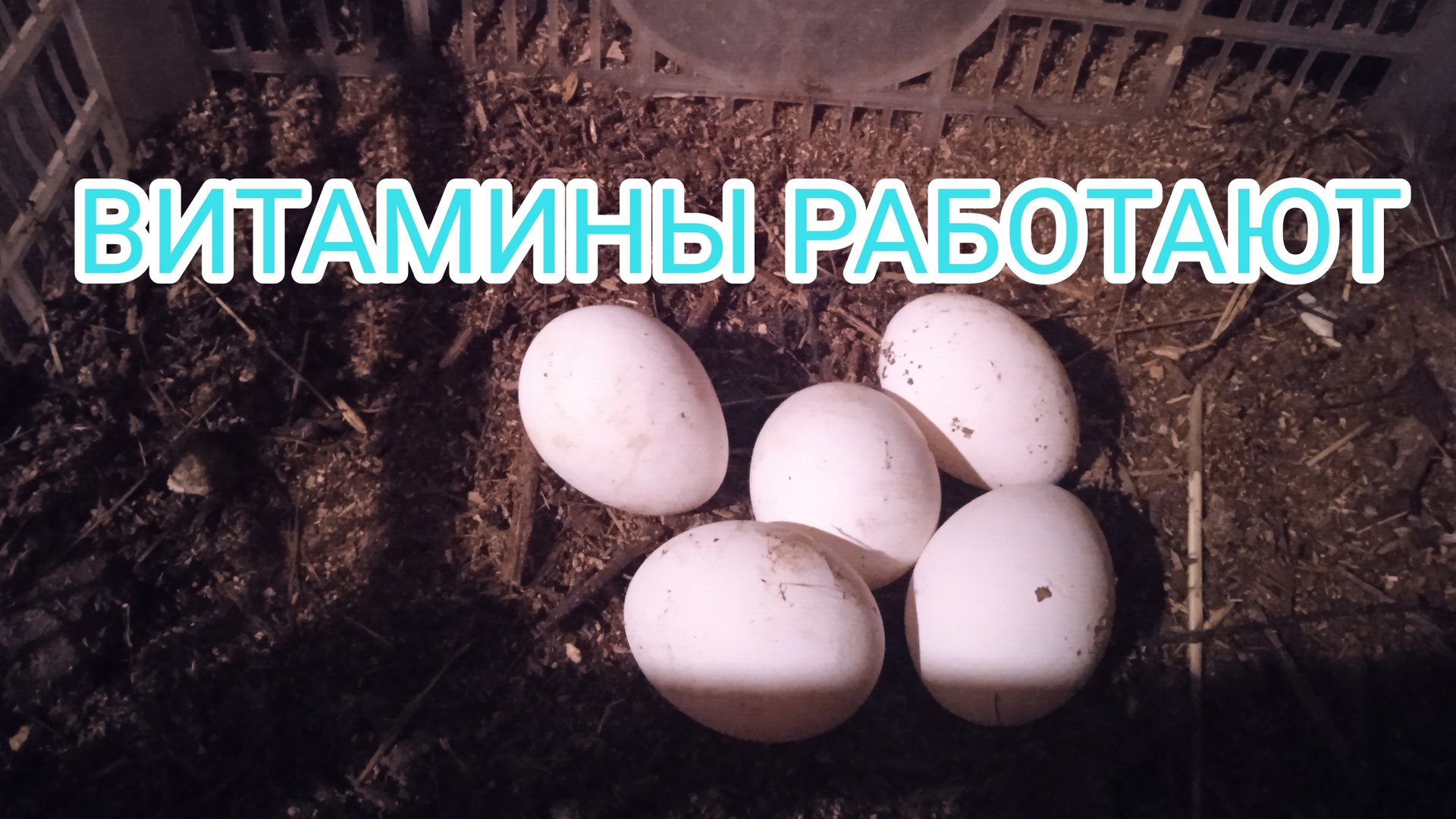 Куры-несушки. Чтобы куры хорошо неслись, не забывай про витамины смотреть онлайн