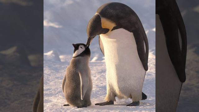 Blago White- Благодарен [bassboost]