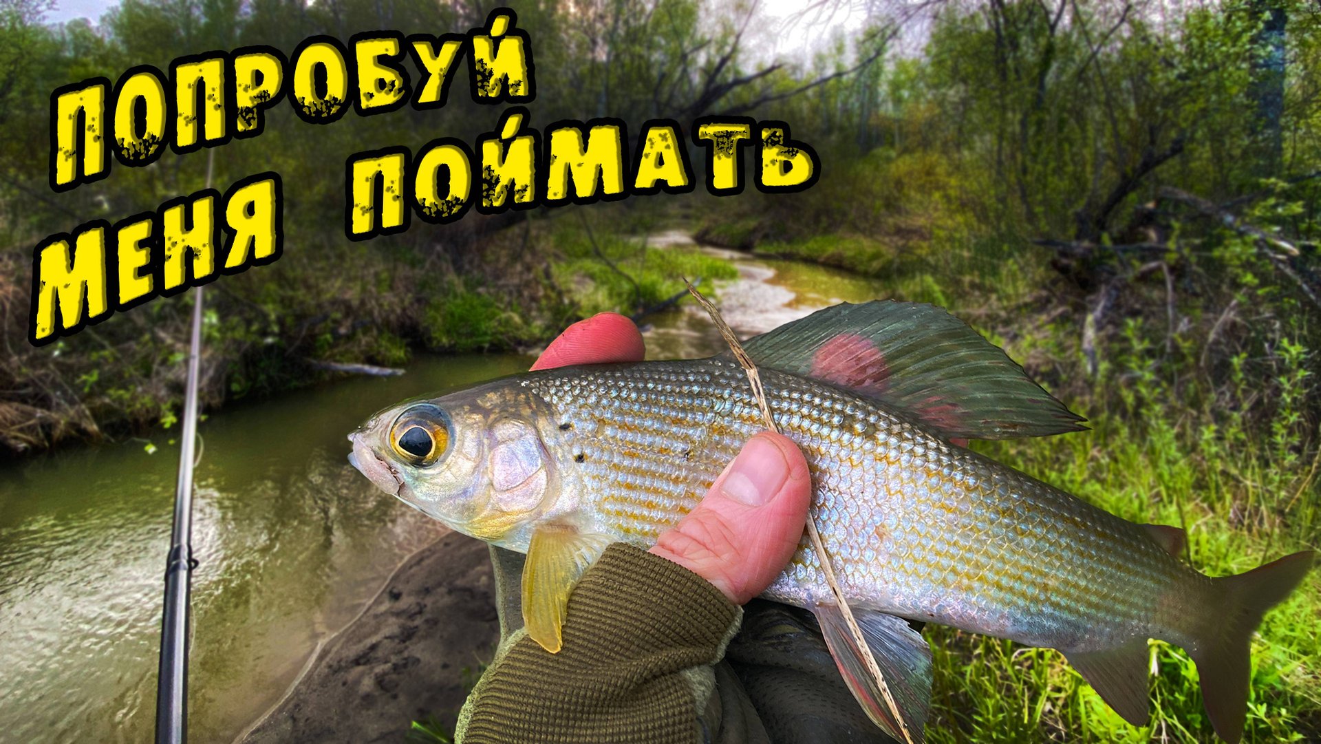 КАК Поймать ХАРИУСА в Незнакомом ручье? ТРУДОВАЯ рыбалка на ХАРИУСА! Ловля весеннего Хариуса в Мае смотреть онлайн