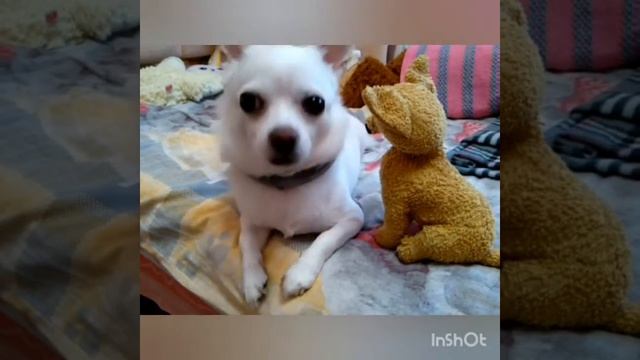 🌈•|• самая милая☀☀☀ собачка в мире•|• 🌈 смотреть онлайн